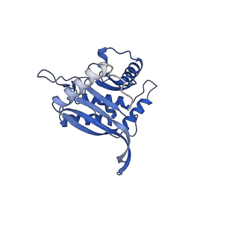 11270_6zlo_W_v1-2
E2 core of the fungal Pyruvate dehydrogenase complex with asymmetric interior PX30 component