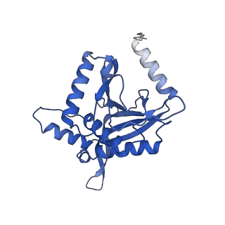 11270_6zlo_Y_v1-2
E2 core of the fungal Pyruvate dehydrogenase complex with asymmetric interior PX30 component