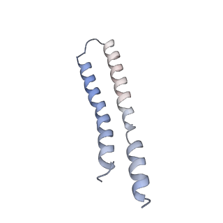 0668_6zmr_R_v1-2
Porcine ATP synthase Fo domain