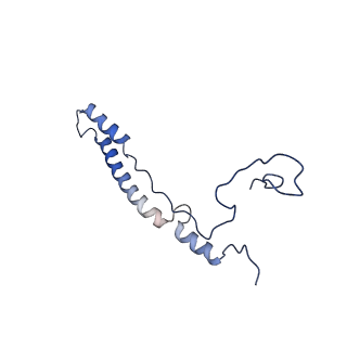 11278_6zm5_A2_v1-1
Human mitochondrial ribosome in complex with OXA1L, mRNA, A/A tRNA, P/P tRNA and nascent polypeptide