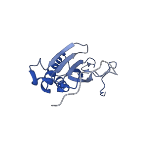 11278_6zm5_AI_v1-1
Human mitochondrial ribosome in complex with OXA1L, mRNA, A/A tRNA, P/P tRNA and nascent polypeptide
