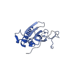 11278_6zm5_AI_v2-0
Human mitochondrial ribosome in complex with OXA1L, mRNA, A/A tRNA, P/P tRNA and nascent polypeptide