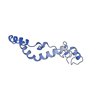11278_6zm5_AK_v1-1
Human mitochondrial ribosome in complex with OXA1L, mRNA, A/A tRNA, P/P tRNA and nascent polypeptide