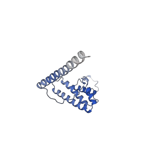 11278_6zm5_AL_v1-1
Human mitochondrial ribosome in complex with OXA1L, mRNA, A/A tRNA, P/P tRNA and nascent polypeptide
