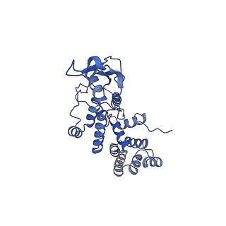 11278_6zm5_AR_v1-1
Human mitochondrial ribosome in complex with OXA1L, mRNA, A/A tRNA, P/P tRNA and nascent polypeptide