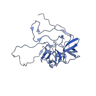 11278_6zm5_D_v1-1
Human mitochondrial ribosome in complex with OXA1L, mRNA, A/A tRNA, P/P tRNA and nascent polypeptide
