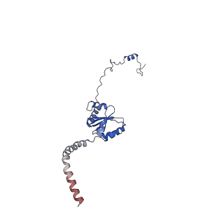 11278_6zm5_I_v2-0
Human mitochondrial ribosome in complex with OXA1L, mRNA, A/A tRNA, P/P tRNA and nascent polypeptide