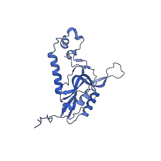 11278_6zm5_N_v1-1
Human mitochondrial ribosome in complex with OXA1L, mRNA, A/A tRNA, P/P tRNA and nascent polypeptide
