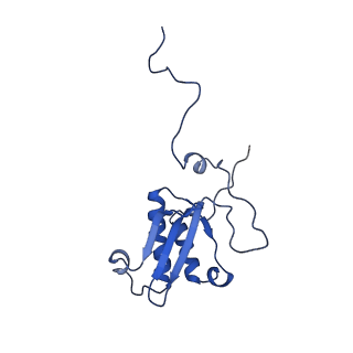 11278_6zm5_P_v1-1
Human mitochondrial ribosome in complex with OXA1L, mRNA, A/A tRNA, P/P tRNA and nascent polypeptide