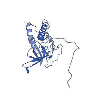 11278_6zm5_Q_v1-1
Human mitochondrial ribosome in complex with OXA1L, mRNA, A/A tRNA, P/P tRNA and nascent polypeptide