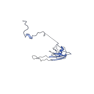 11278_6zm5_U_v2-0
Human mitochondrial ribosome in complex with OXA1L, mRNA, A/A tRNA, P/P tRNA and nascent polypeptide