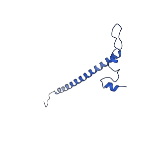 11278_6zm5_j_v1-1
Human mitochondrial ribosome in complex with OXA1L, mRNA, A/A tRNA, P/P tRNA and nascent polypeptide