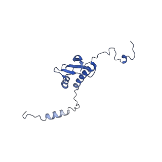 11278_6zm5_p_v1-1
Human mitochondrial ribosome in complex with OXA1L, mRNA, A/A tRNA, P/P tRNA and nascent polypeptide