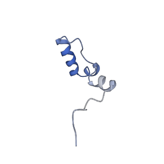 11279_6zm6_2_v2-0
Human mitochondrial ribosome in complex with mRNA, A/A tRNA and P/P tRNA