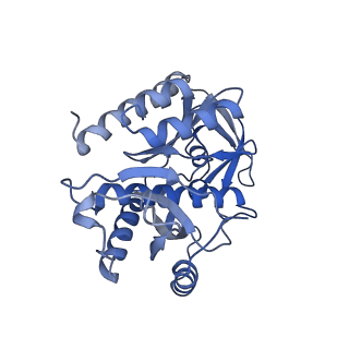 11279_6zm6_7_v1-1
Human mitochondrial ribosome in complex with mRNA, A/A tRNA and P/P tRNA
