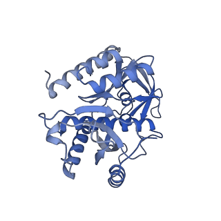 11279_6zm6_7_v2-0
Human mitochondrial ribosome in complex with mRNA, A/A tRNA and P/P tRNA