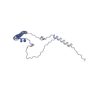 11279_6zm6_8_v1-1
Human mitochondrial ribosome in complex with mRNA, A/A tRNA and P/P tRNA