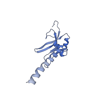 11279_6zm6_AM_v2-0
Human mitochondrial ribosome in complex with mRNA, A/A tRNA and P/P tRNA