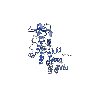 11279_6zm6_AR_v1-1
Human mitochondrial ribosome in complex with mRNA, A/A tRNA and P/P tRNA