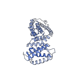 11279_6zm6_AV_v1-1
Human mitochondrial ribosome in complex with mRNA, A/A tRNA and P/P tRNA