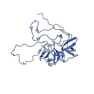 11279_6zm6_D_v1-1
Human mitochondrial ribosome in complex with mRNA, A/A tRNA and P/P tRNA