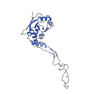 11279_6zm6_F_v1-1
Human mitochondrial ribosome in complex with mRNA, A/A tRNA and P/P tRNA