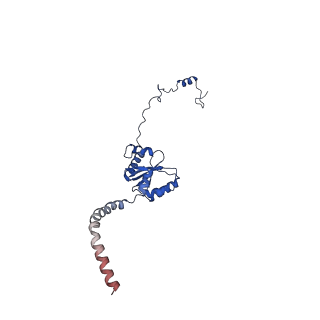 11279_6zm6_I_v1-1
Human mitochondrial ribosome in complex with mRNA, A/A tRNA and P/P tRNA