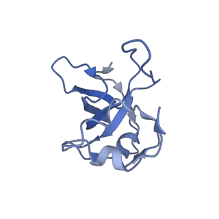 11279_6zm6_L_v1-1
Human mitochondrial ribosome in complex with mRNA, A/A tRNA and P/P tRNA