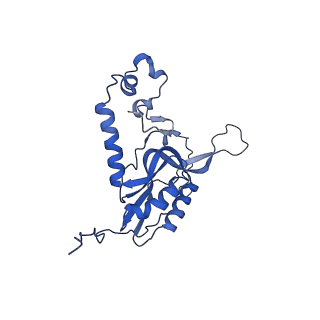 11279_6zm6_N_v1-1
Human mitochondrial ribosome in complex with mRNA, A/A tRNA and P/P tRNA