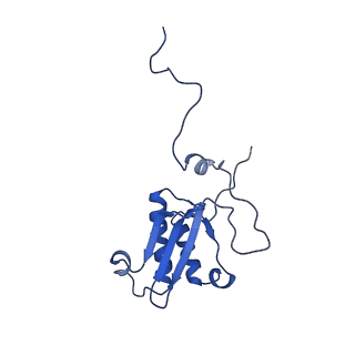 11279_6zm6_P_v1-1
Human mitochondrial ribosome in complex with mRNA, A/A tRNA and P/P tRNA