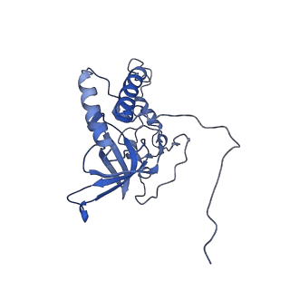 11279_6zm6_Q_v1-1
Human mitochondrial ribosome in complex with mRNA, A/A tRNA and P/P tRNA