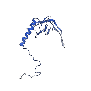 11279_6zm6_S_v1-1
Human mitochondrial ribosome in complex with mRNA, A/A tRNA and P/P tRNA