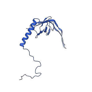 11279_6zm6_S_v2-0
Human mitochondrial ribosome in complex with mRNA, A/A tRNA and P/P tRNA