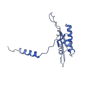 11279_6zm6_T_v1-1
Human mitochondrial ribosome in complex with mRNA, A/A tRNA and P/P tRNA