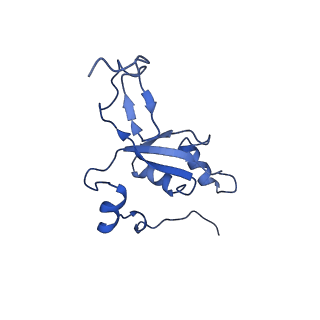 11279_6zm6_Z_v1-1
Human mitochondrial ribosome in complex with mRNA, A/A tRNA and P/P tRNA