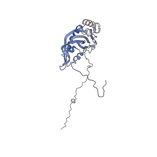 11279_6zm6_d_v1-1
Human mitochondrial ribosome in complex with mRNA, A/A tRNA and P/P tRNA