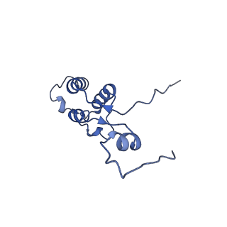 11279_6zm6_h_v1-1
Human mitochondrial ribosome in complex with mRNA, A/A tRNA and P/P tRNA
