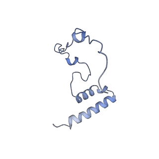 11279_6zm6_i_v1-1
Human mitochondrial ribosome in complex with mRNA, A/A tRNA and P/P tRNA