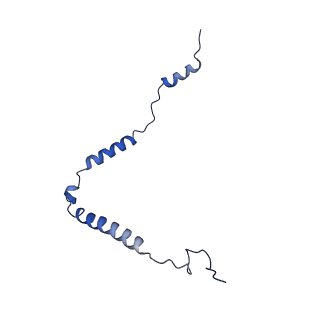 11279_6zm6_o_v1-1
Human mitochondrial ribosome in complex with mRNA, A/A tRNA and P/P tRNA