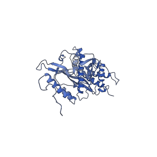 11279_6zm6_s_v1-1
Human mitochondrial ribosome in complex with mRNA, A/A tRNA and P/P tRNA