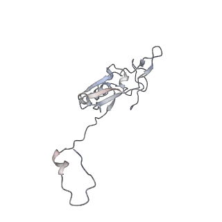 14791_7zm7_Y_v1-1
CryoEM structure of mitochondrial complex I from Chaetomium thermophilum (inhibited by DDM)