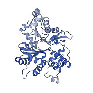 11313_6znl_A_v1-2
Cryo-EM structure of the dynactin complex