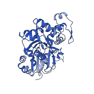 11313_6znl_D_v1-2
Cryo-EM structure of the dynactin complex