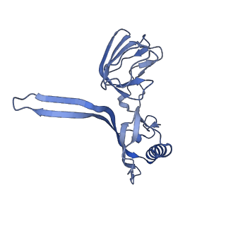 14799_7zn2_W_v1-1
Tail tip of siphophage T5 : full complex after interaction with its bacterial receptor FhuA