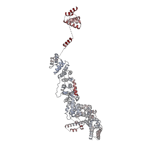14804_7znk_j_v1-2
Structure of an endogenous human TREX complex bound to mRNA