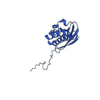 11335_6zp4_g_v1-1
SARS-CoV-2 Nsp1 bound to a human 43S preinitiation ribosome complex - state 2