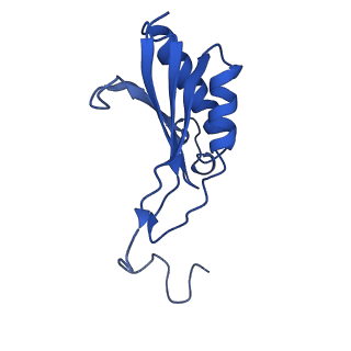 11335_6zp4_i_v1-1
SARS-CoV-2 Nsp1 bound to a human 43S preinitiation ribosome complex - state 2