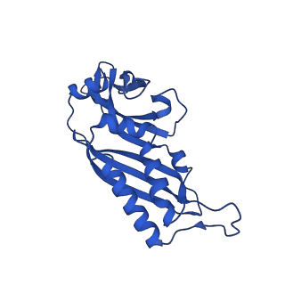 11335_6zp4_p_v1-1
SARS-CoV-2 Nsp1 bound to a human 43S preinitiation ribosome complex - state 2