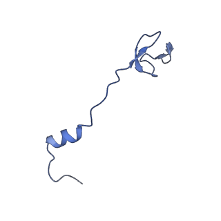 14864_7zq5_3_v1-0
70S E. coli ribosome with truncated uL23 and uL24 loops