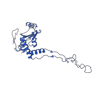 14864_7zq5_e_v1-0
70S E. coli ribosome with truncated uL23 and uL24 loops